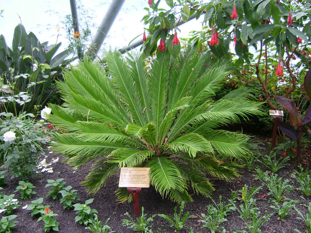 eden project plants				